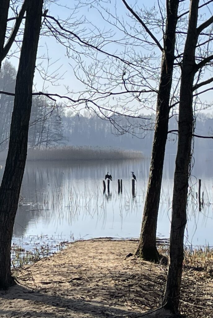 Kormorany nad jeziorem Skanda